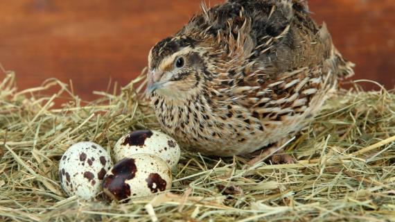 مشروع إنتاج طائر السمان