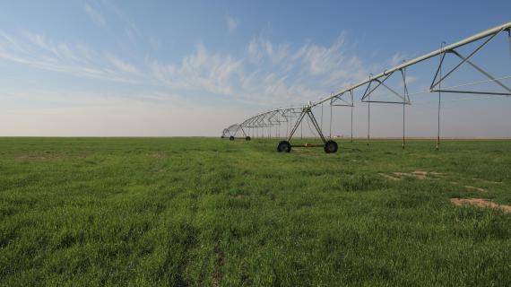 المرشات المحورية لزراعة المحاصيل الاستراتيجية