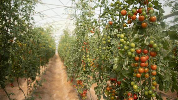 مزارع خيرات أبي الفضل (عليه السلام) للمحاصيل الزراعية