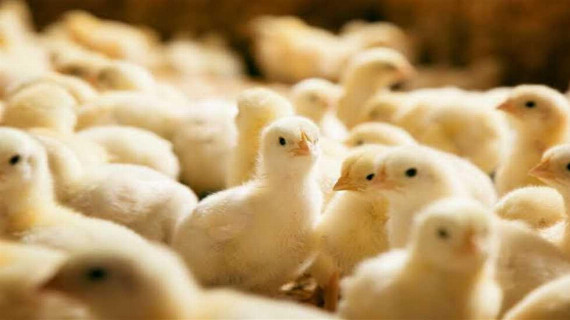 مشروع بركات الضيغم