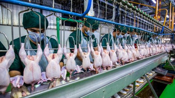 شركة كربلاء لتحضير اللحوم (المجزرة)