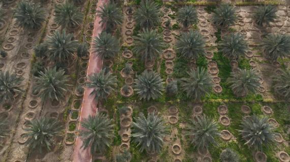 مشروع الحزام الأخضر