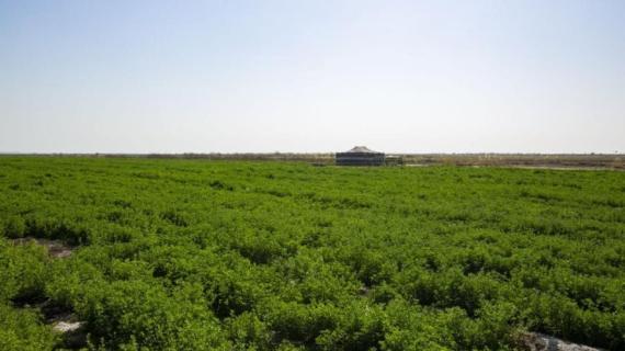 مشروع زراعة المحاصيل العلفية