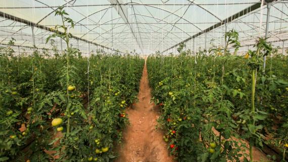 مشروع مزرعة حامل اللواء (عليه السلام)