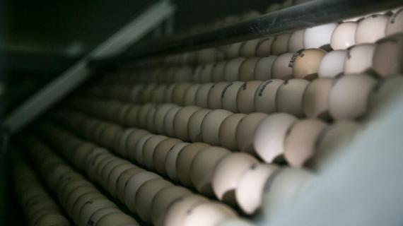 مشروع الكفيل للدواجن والمفاقس الحديثة