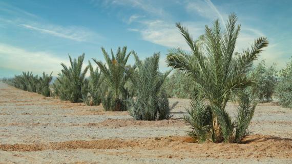 مشروع مزارع الساقي للتمور